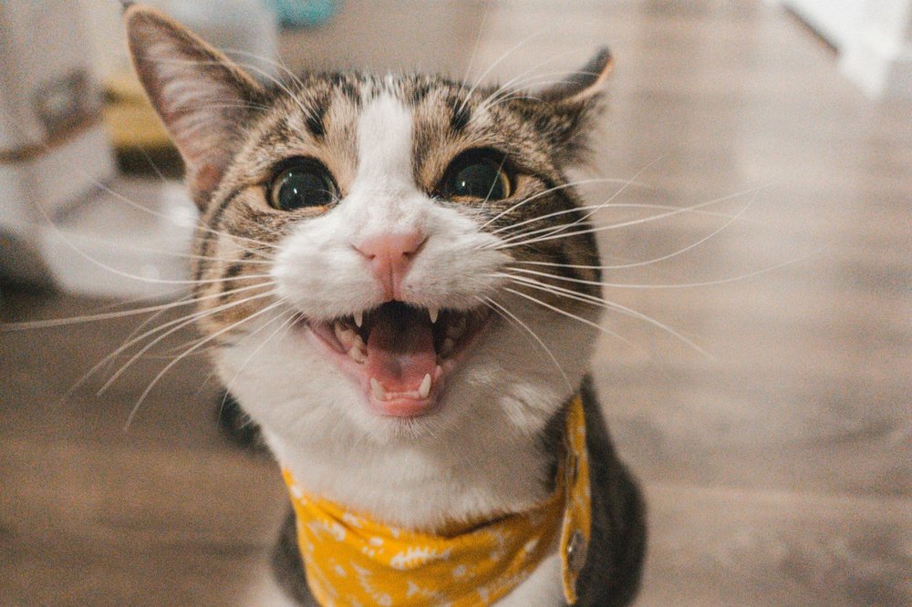 niedlich wilde Katze zeigt Zähne