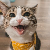 niedlich wilde Katze zeigt Zähne
